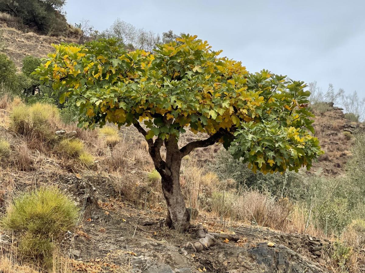 Casa Del Limon Lägenhet Canillas de Aceituno Exteriör bild